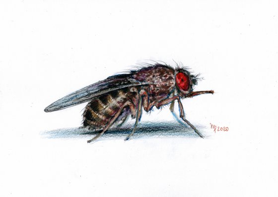 African Tsetse Fly/Insect Series