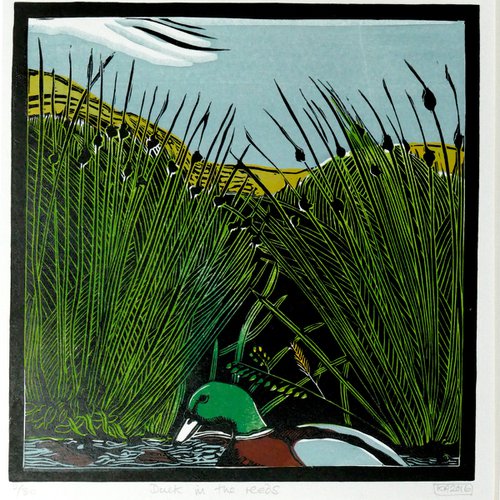 Duck in the Reeds by Keith Alexander