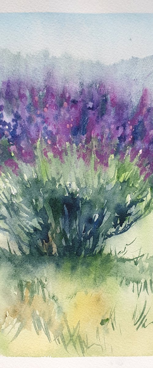 French lavender plant by Ksenia June