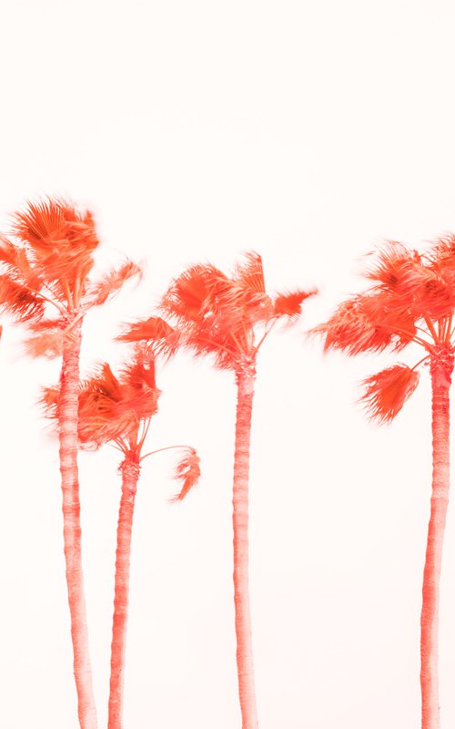 PINK PALMS 2. by Andrew Lever