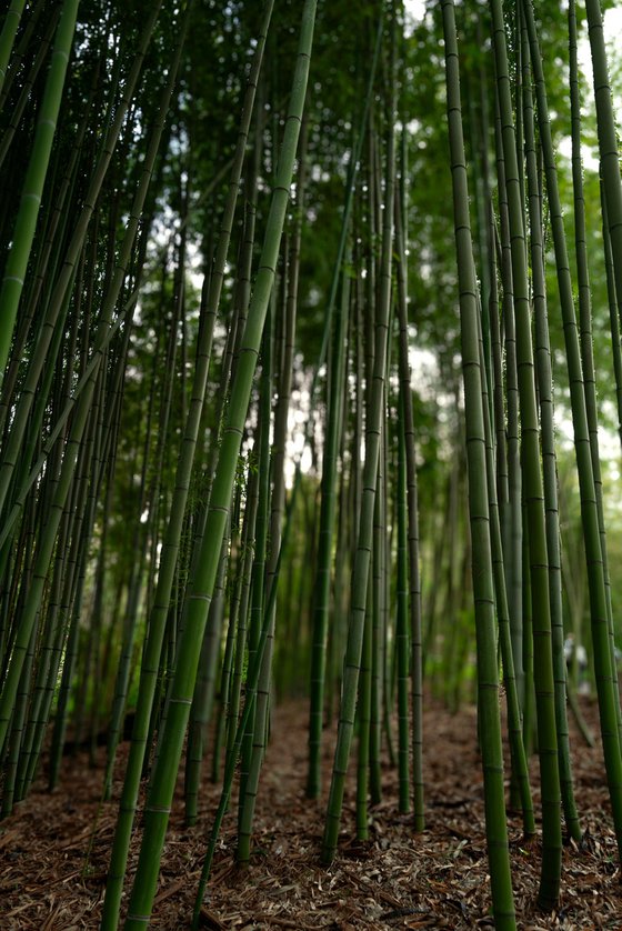 Silent Verticals — Rome Bamboo Forest