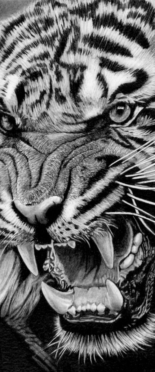 Roaring Tiger by Paul Stowe