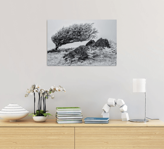 Infrared Hawthorn on Bodmin Moor