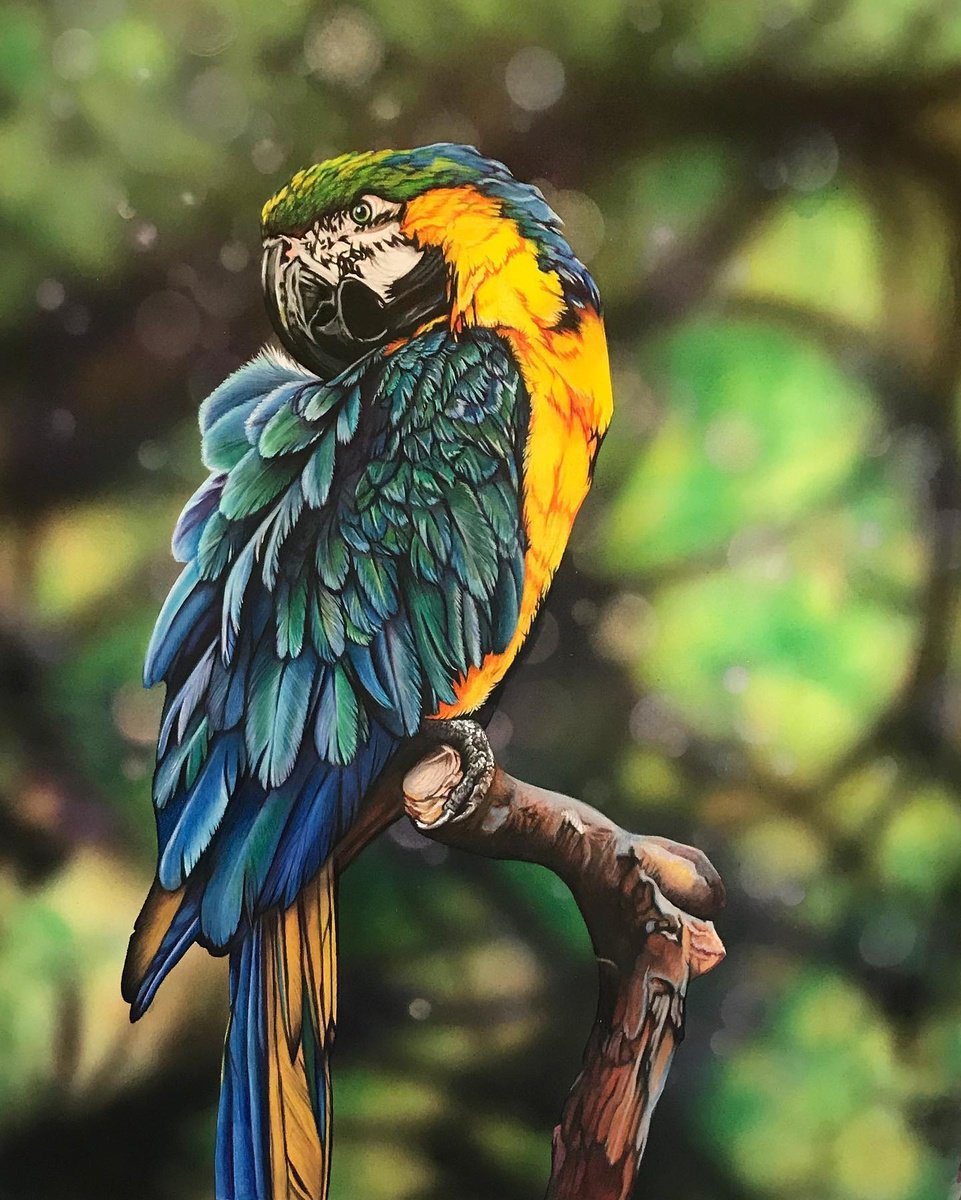 Photorealistic Painting , Polly By Irsa Ervin, 21 X 30, Artwork For Sale On Artfinder