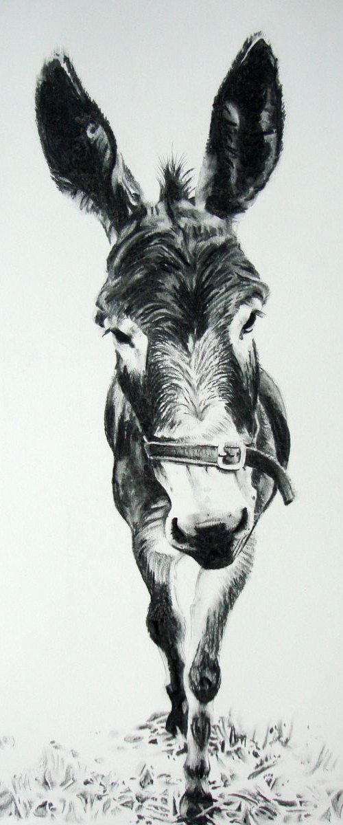 Donkey by Joanne  Hill