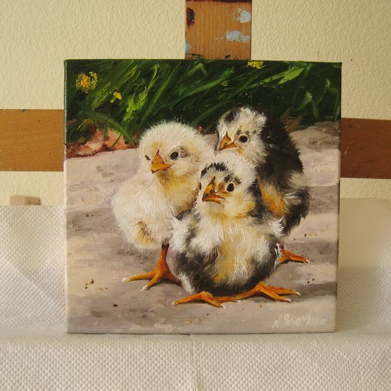 Fluffy Chicks in Sunlight