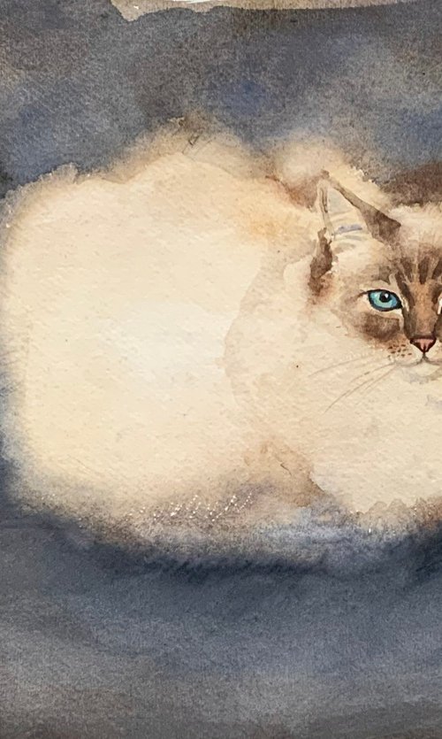 Burmese cat loaf by Mary Stubberfield