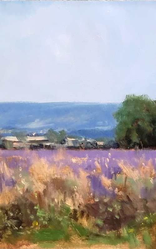 Lavender Field in Provence by Pascal Giroud