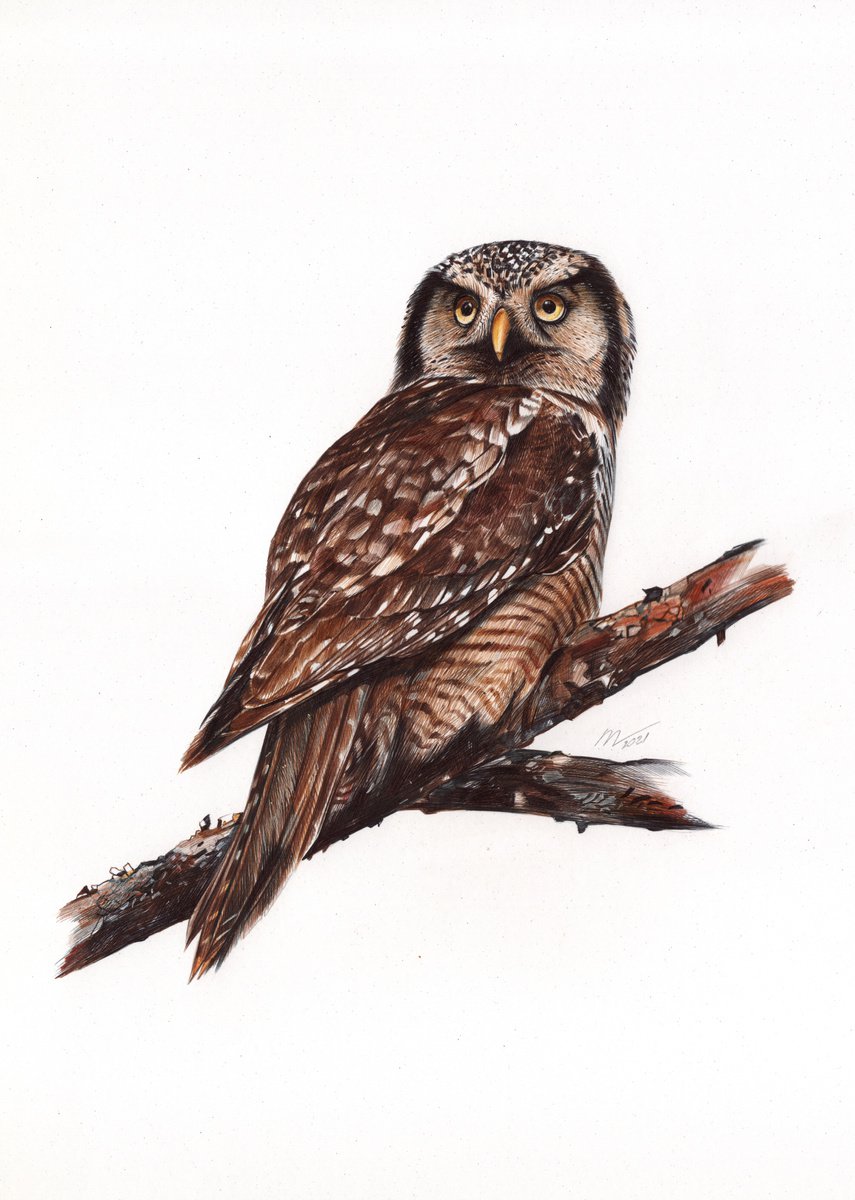 Photorealistic Animal Drawing By Daria Maier, 10 X 14, Northern Hawk Owl, Original Artwork
