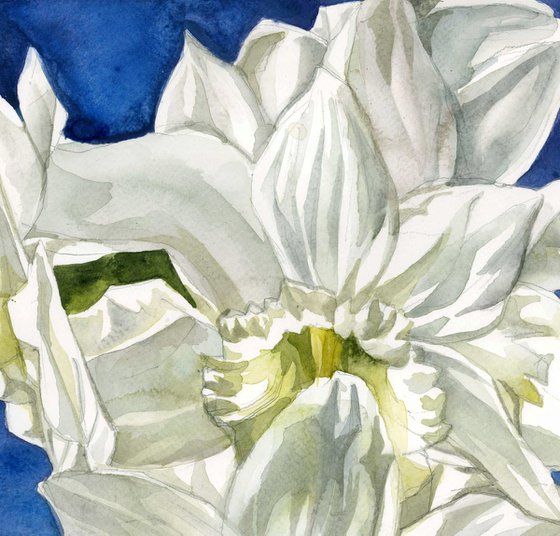 Narcissus in white watercolor floral