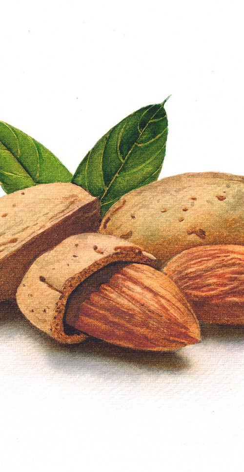 Almond by REME Jr.