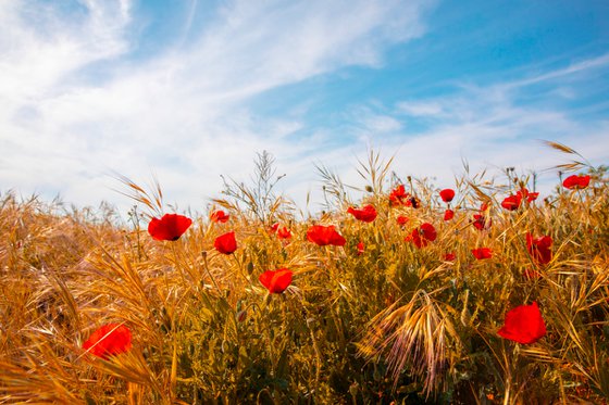 Poppy field