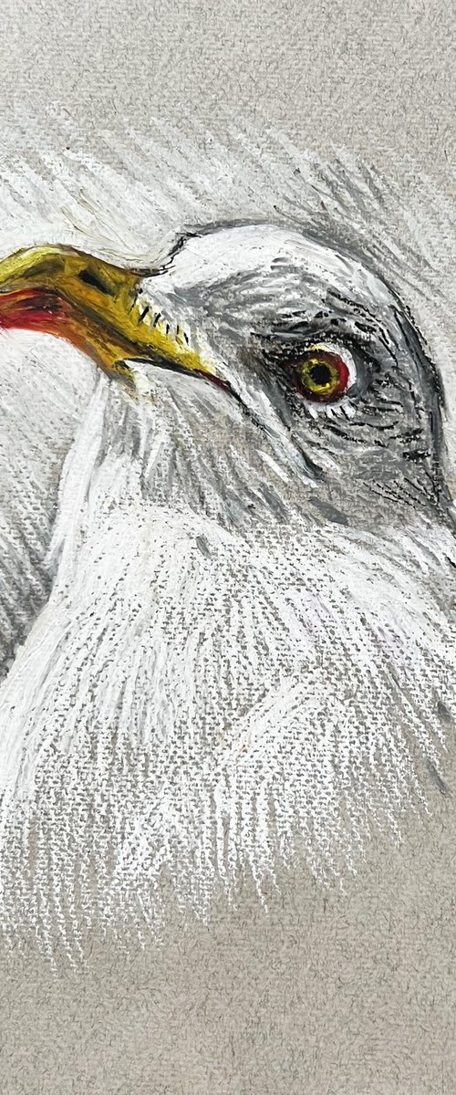 Portrait of a seagull. by Natalia Veyner