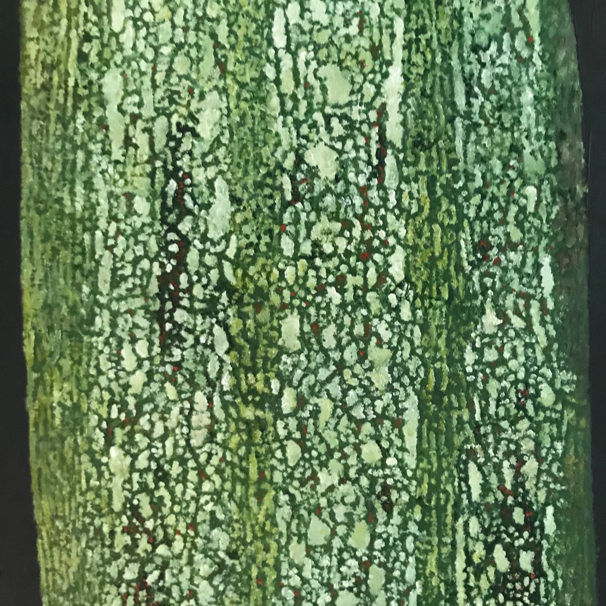 zucchina by simone giaiacopi