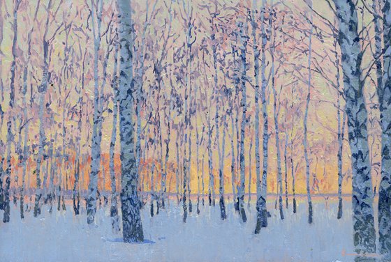 March morning. Birch trees