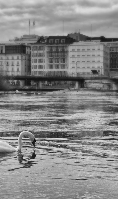 " Morning. White Swan. Geneva "  Limited edition 1 / 15 by Dmitry Savchenko