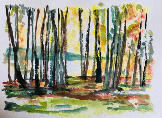 Birch woodland scene