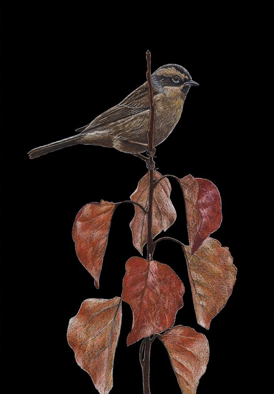Original pastel drawing bird "Black-throated accentor"