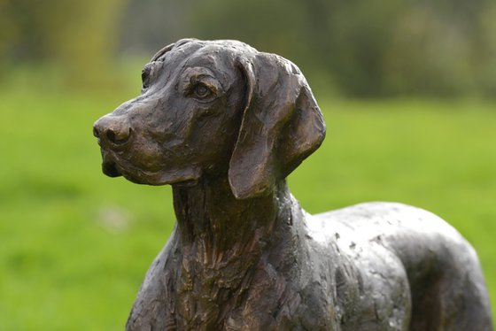Pointing Weimaraner FB