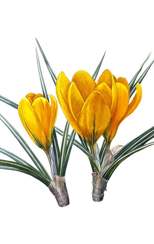 Golden crocuses flower Painting by Yuliia Prokopchuk