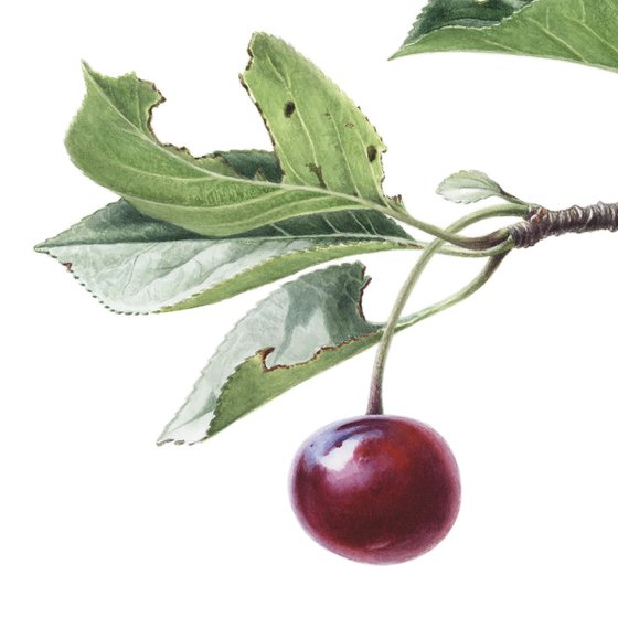 Cherry Branch