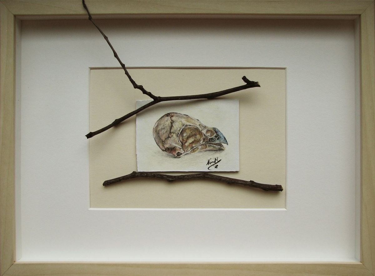 Skull of sparrow from series Skylls - flying skulls by Monika Wawrzyniak