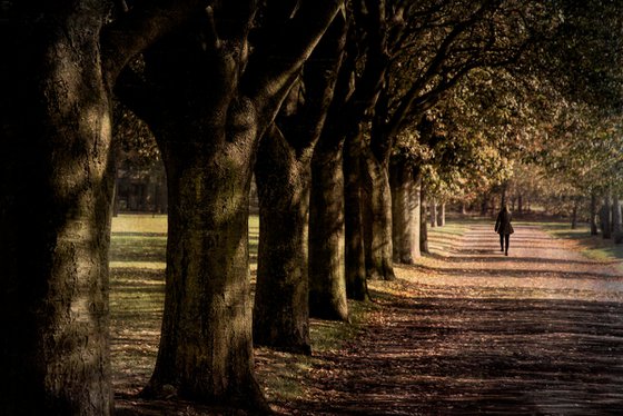 Walking with the Trees