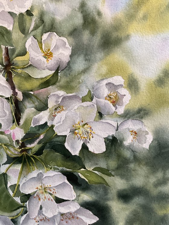 Apples blossom, original art