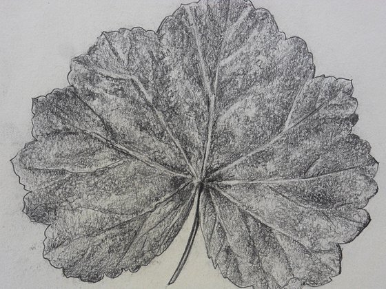 The leaf of Malva Sylvestris, botanical art, drawing