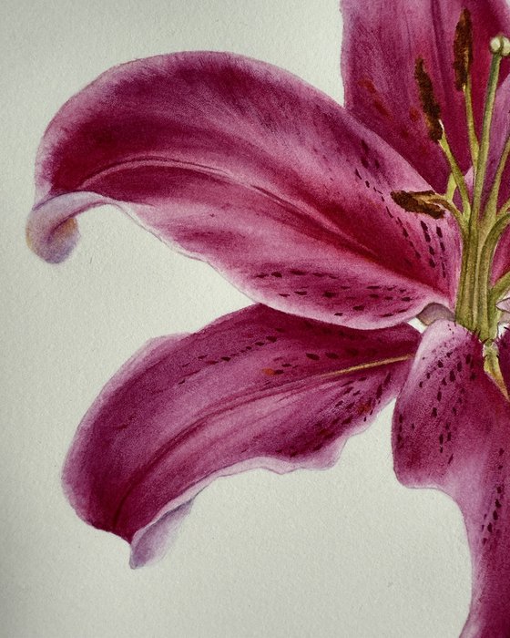 Lily I
