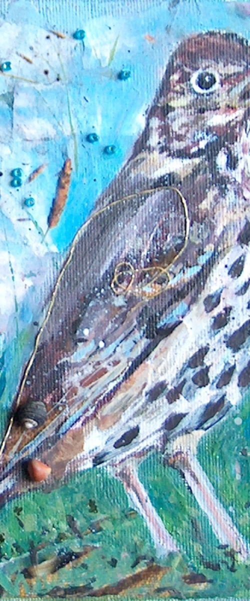 Song Thrush by Fiona Plaisted