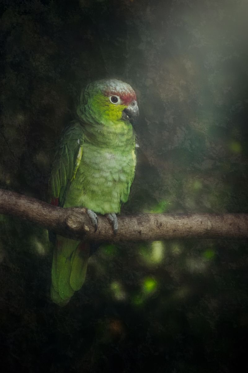 Parrot on a Branch with texture by Paul Nash
