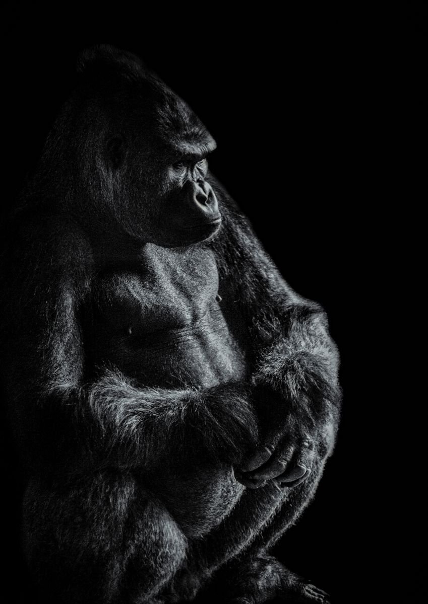 Photorealistic Photograph , Gorilla Contemplating By Paul Nash, 16 X 24, Artwork For Sale On Artfinder