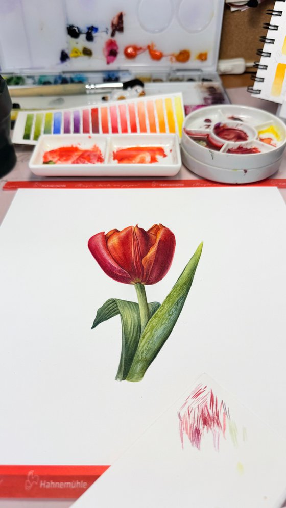 Red Tulip Study I