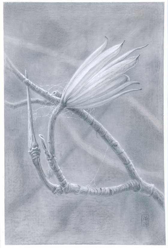 Spiderweb:Tulip Tree Gesture