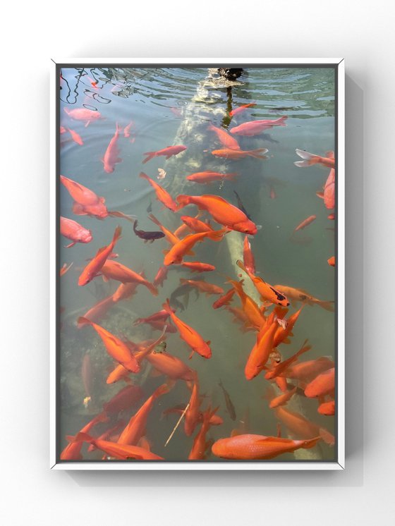 Red fishes IV