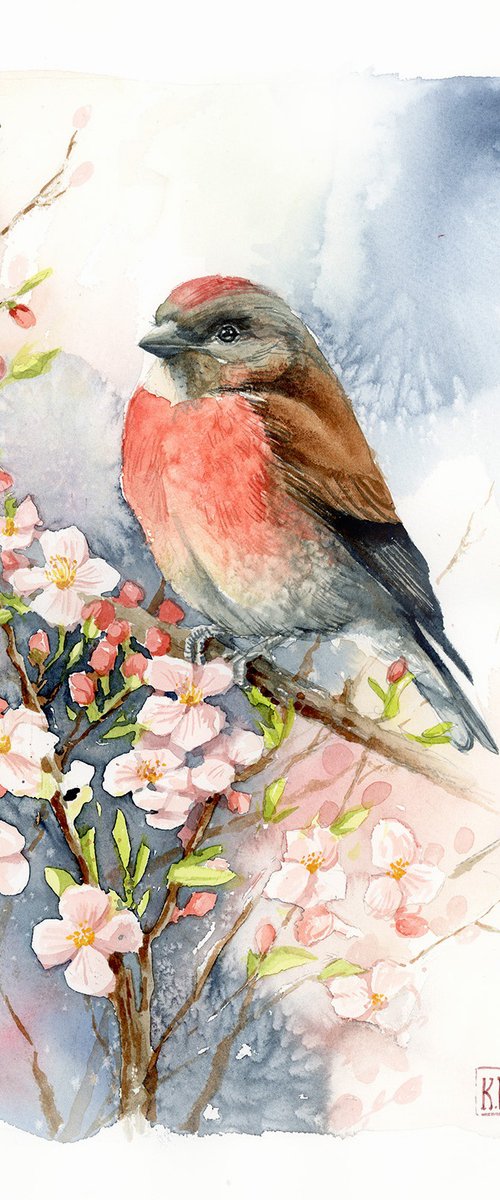 Common linnet with apple flower branch by Karolina Kijak