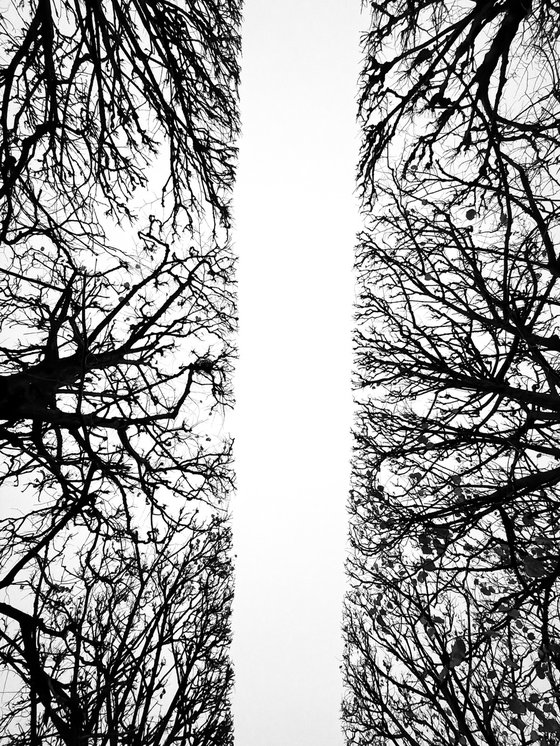 Branches of Silence