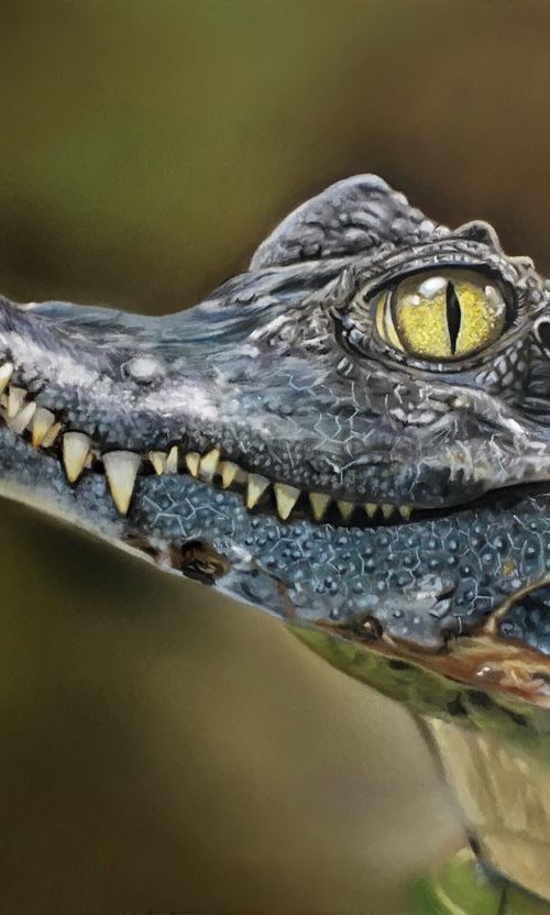 Alligator by Clare Parkes