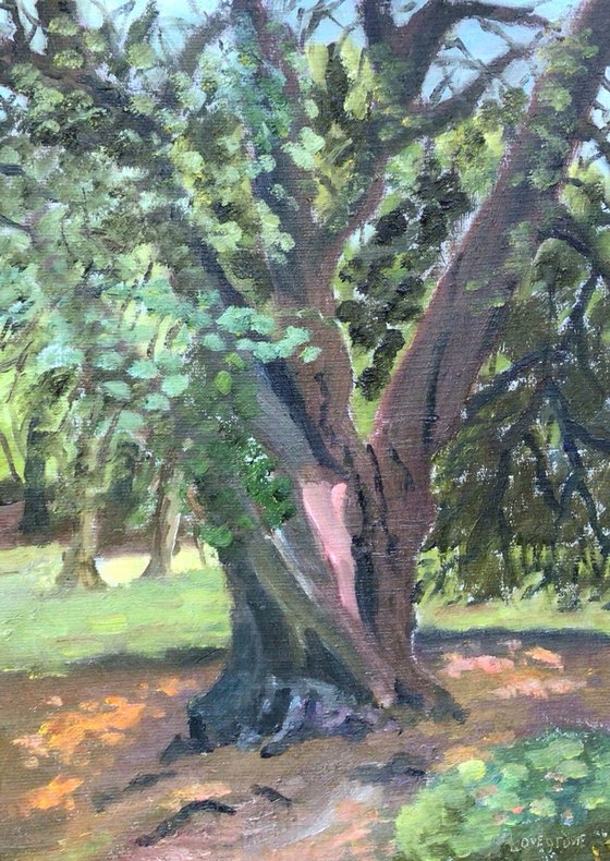 Ancient tree in the park