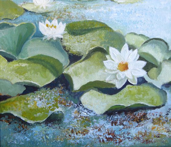 Waterlilies pond