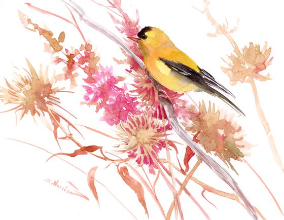 American Goldfinch and field flowers