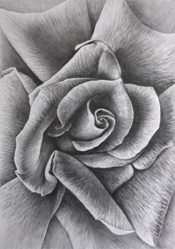 Unfolding. Meditative Botanical Fine Art