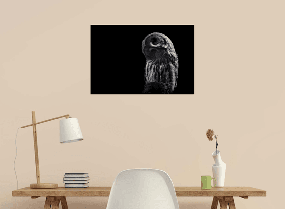 Grey Owl