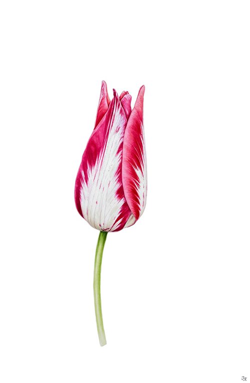 Elegant pink tulip by Tetiana Kovalova