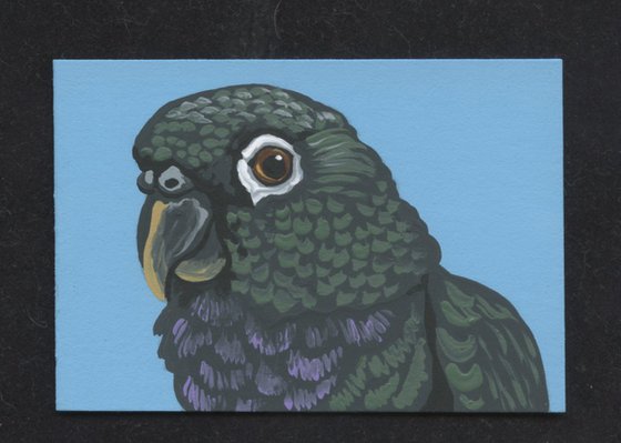 ACEO ATC Original Miniature Painting Maximillian Pionus Parrot Pet Bird Art-Carla Smale