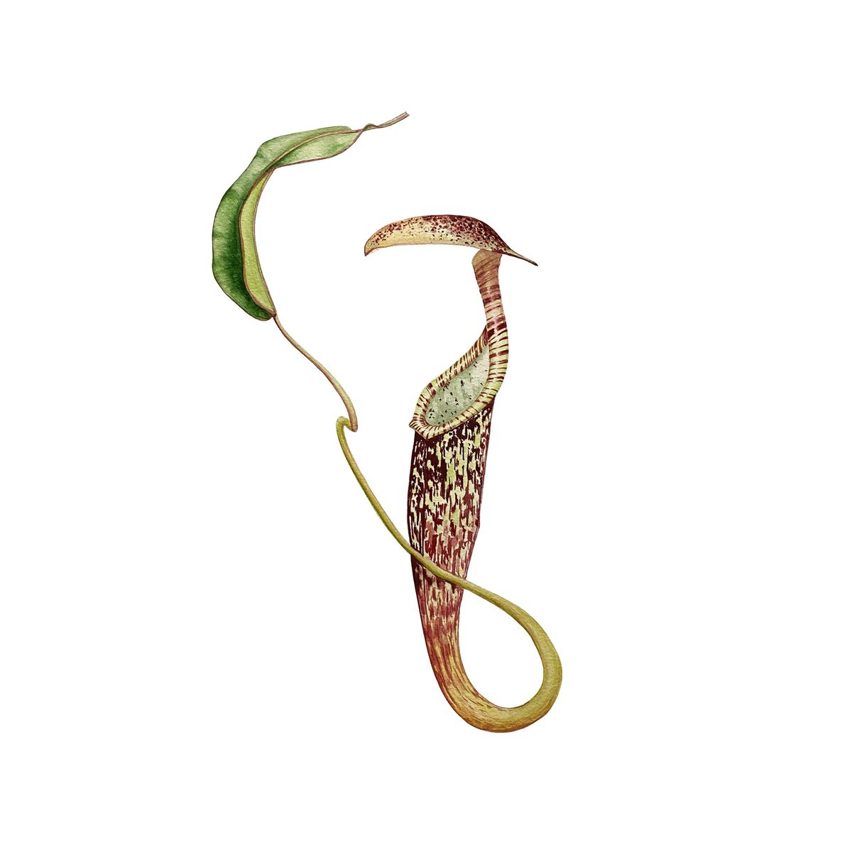 Nepenthes by Tina Shyfruk