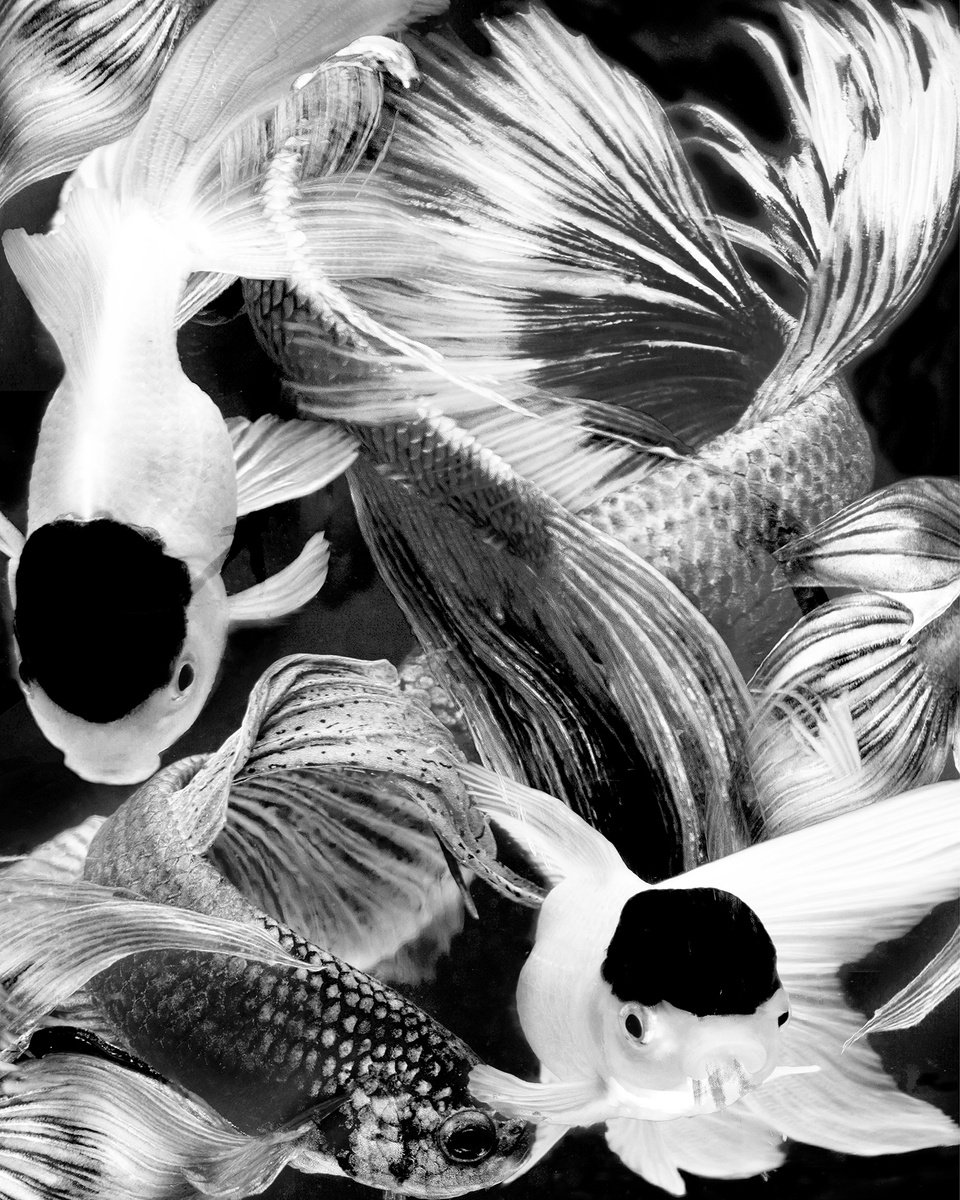 Betta B&W 10 by MICHAEL FILONOW