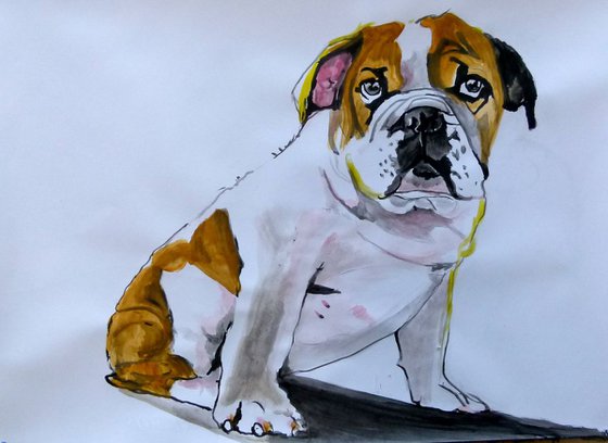 bulldog