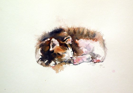 Sleeping cat